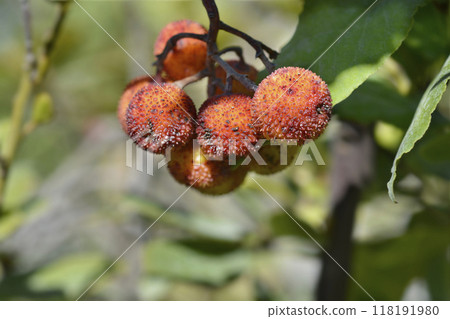 Strawberry tree 118191980