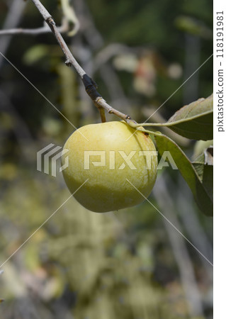 Apple tree 118191981
