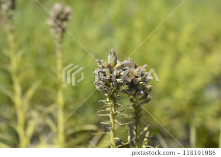 Prairie gay feather Prairie gay feather 118191986