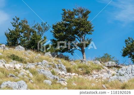 Rocky hillside with trees under blue sky. Montenegro, Bay of Kotor Rocky hillside with trees under blue sky. Montenegro, Bay of Kotor 118192026