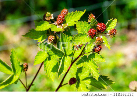 unripe red blackberry fruit on bush. unripe red blackberry fruit on bush. 118192155