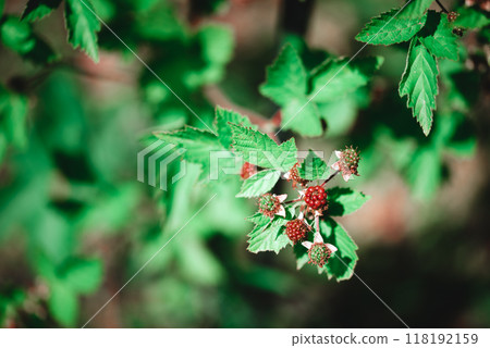 unripe red blackberry fruit on bush. 118192159