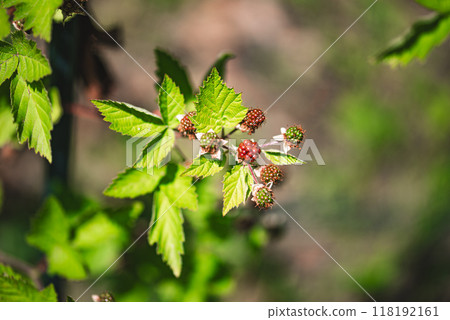 unripe red blackberry fruit on bush. unripe red blackberry fruit on bush. 118192161