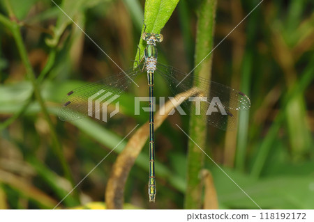 Lestes sponsa (female) Lestes sponsa (female) 118192172