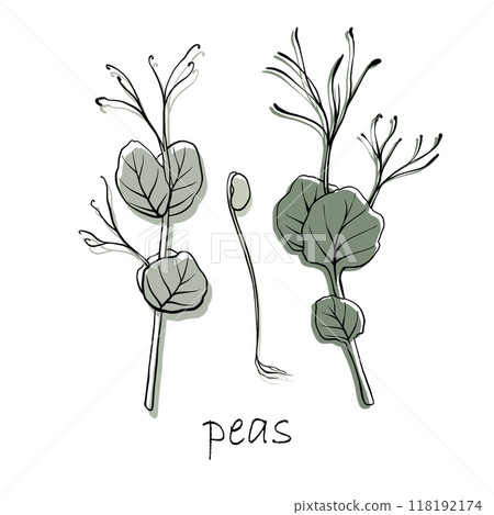 Peas microgreens vector hand drawn illustration. Contour and green plant. Sprouts of Peas plant. Set for design menu, logo, packaging of proper nutrition, microelements, healthy lifestyle 118192174