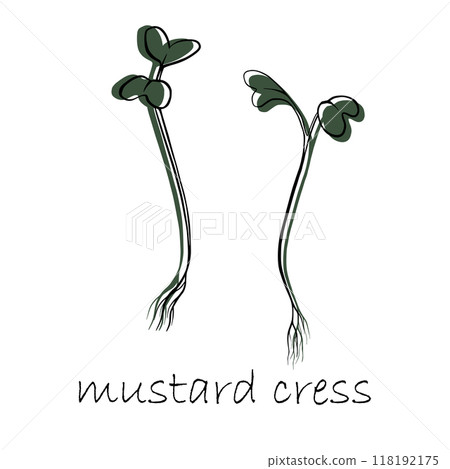Mustard cress microgreens vector hand drawn illustration. Contour and green plant. Sprouts of mustard cress plant. Set for menu, logo, packaging of proper nutrition, microelements, healthy lifestyle 118192175