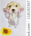 Cute dog standing up and sunflower 118192367