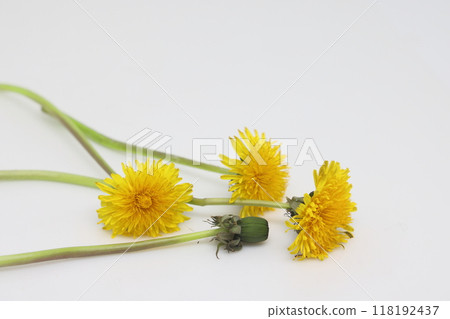 Bright yellow bouquet of field dandelions plucked from a spring meadow, Bright yellow bouquet of field dandelions plucked from a spring meadow, 118192437