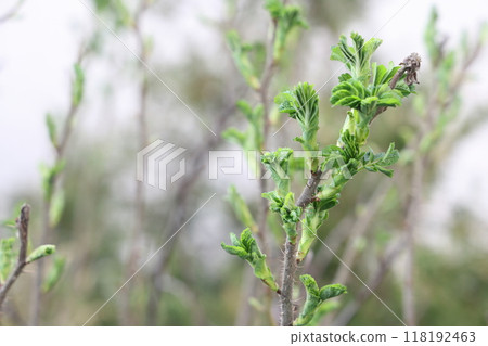 Park and forest, tree, sunny day. First spring leaves. Springtime first green leave 118192463