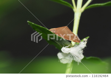 Chinese grasshopper (an alien species) and its exoskeleton 118192464