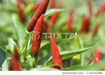 Capsicum 118192966