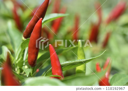  Red peppers 118192967