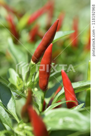 Red peppers Red peppers 118192968