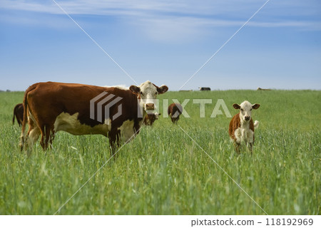 Cattle raising with natural pastures in Pampas countryside, La Pampa Province,Patagonia, Argentina. Cattle raising with natural pastures in Pampas countryside, La Pampa Province,Patagonia, Argentina. 118192969