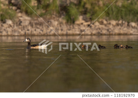 Southern wigeon, Anas sibilatrix, in marsh environment, La Pampa Province, Patagonia, Argentina. Southern wigeon, Anas sibilatrix, in marsh environment, La Pampa Province, Patagonia, Argentina. 118192970