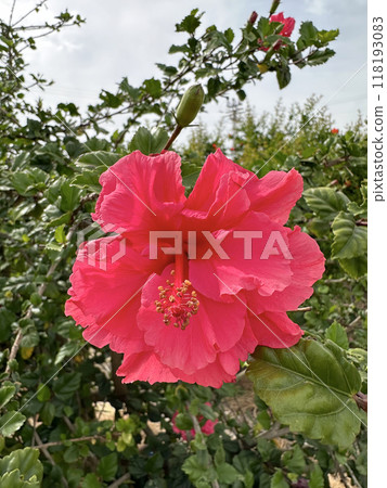 Pink terry hibiscus Flower, closeup (lat.- Hibiscus) 118193083