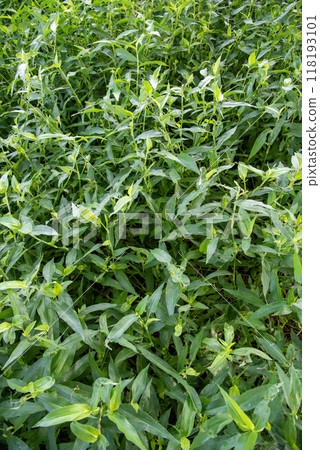 厚厚的蘆葦 118193101