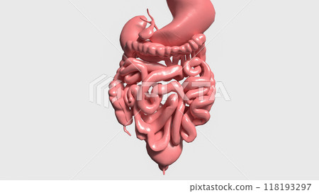 The viscera on white background for medical and sci concept 3d rendering. 118193297
