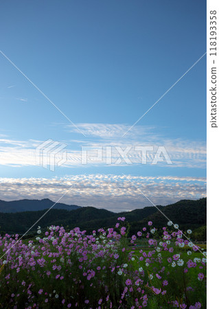 盛開的波斯菊和愛宕山 盛開的波斯菊和愛宕山 118193358