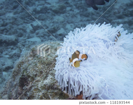 小丑anemonefish和被漂白的海葵 小丑anemonefish和被漂白的海葵 118193544