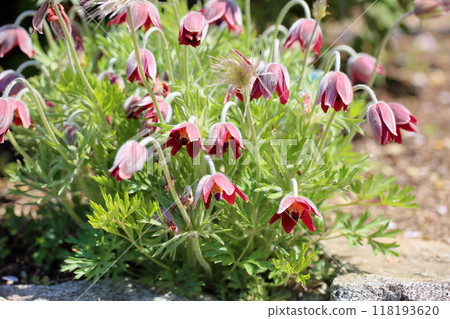 Okinagusa花 Okinagusa花 118193620
