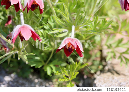 Flower of Okinagusa 118193621