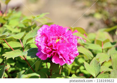 牡丹花文功紅 118193622