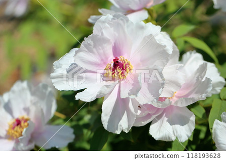 Peony Flowers - Seiyo 118193628