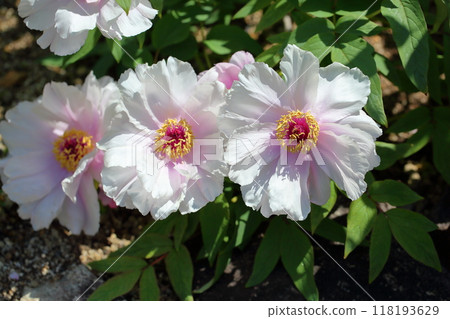 Peony Flowers - Seiyo 118193629
