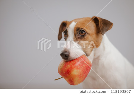 Portrait of a Jack Russell Terrier dog holding an apple on a white background. Portrait of a Jack Russell Terrier dog holding an apple on a white background. 118193807