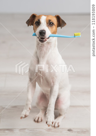 Close-up portrait of a Jack Russell Terrier dog holding a blue toothbrush. Close-up portrait of a Jack Russell Terrier dog holding a blue toothbrush. 118193809