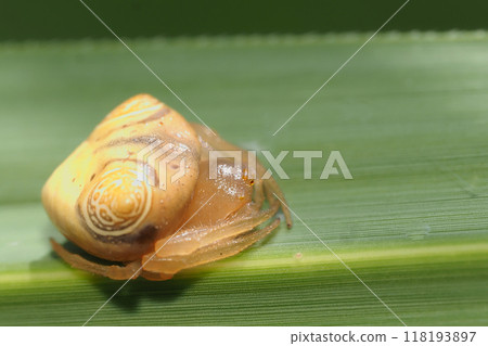 Otorino Fundamesi (female) 118193897
