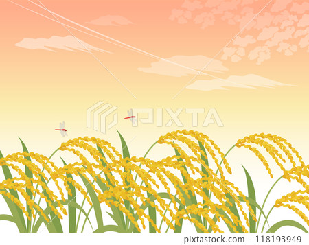 Rice ears and sunset sky background_vector illustration 118193949