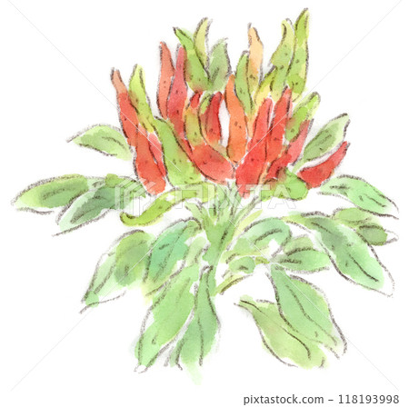 Watercolor illustration of a summer to autumn plant, red pepper 118193998