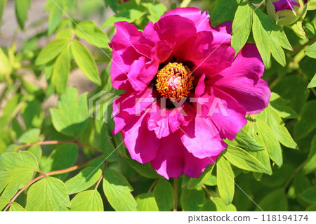 牡丹花紫斑 118194174