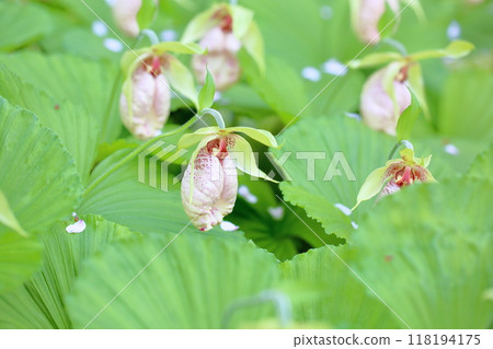 熊谷莊鮮花盛開 118194175