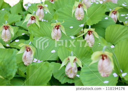 Kumagai-sou flowers in full bloom 118194176