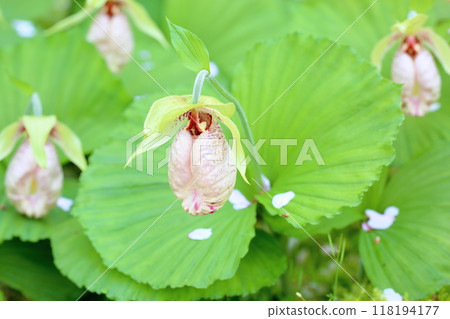 熊谷莊鮮花盛開 熊谷莊鮮花盛開 118194177