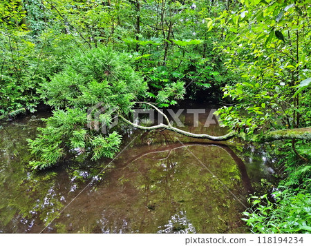 杉澤之澤杉 1 118194234