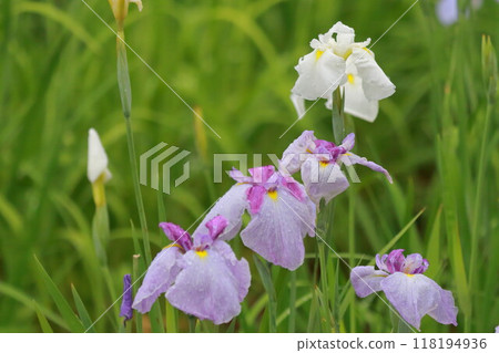 Iris flowers blooming at a shrine in early summer Iris flowers blooming at a shrine in early summer 118194936