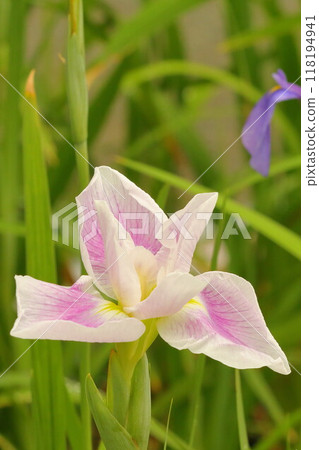 Iris flowers blooming at a shrine in early summer 118194941