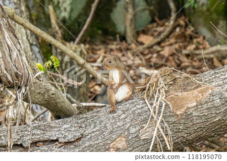 Japanese squirrel relaxing on a fallen tree Japanese squirrel relaxing on a fallen tree 118195070