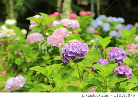 Hydrangea blooming in the clear of the rainy season 118195079