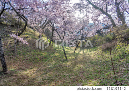 長野縣伊那市，高遠城跡公園，據說是全國最好的櫻花，櫻花盛開，護城河空蕩蕩 118195142