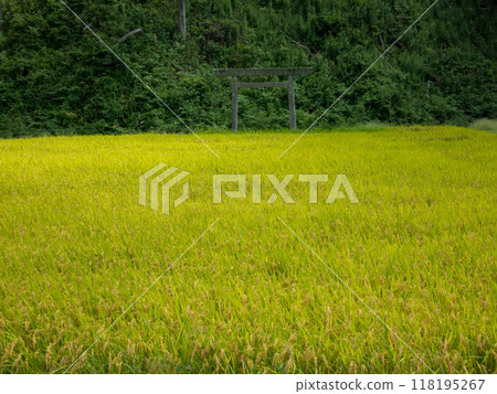 Golden rice and a torii gate 118195267