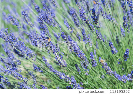 [薰衣草田格羅索] 118195292