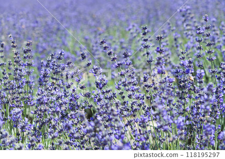 [Lavender Field Nanarisawa] 118195297