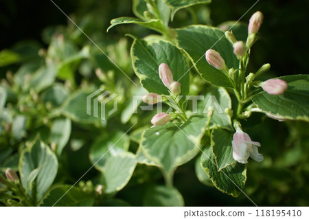 雜色大紅德意志花的花蕾。花的語言是「豐富而美麗」和「善變」。 118195410