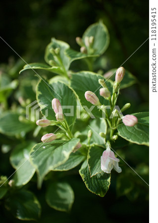 雜色大紅德意志花的花蕾。花的語言是「豐富而美麗」和「善變」。 118195415