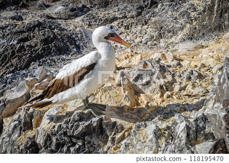 Nazca Booby standing on rocks in the Espanola island Galapagos 118195470